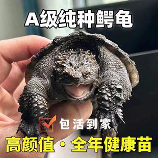 �{�~�����{��ԭ�N�����{���������{�����ﱱ��С�{������