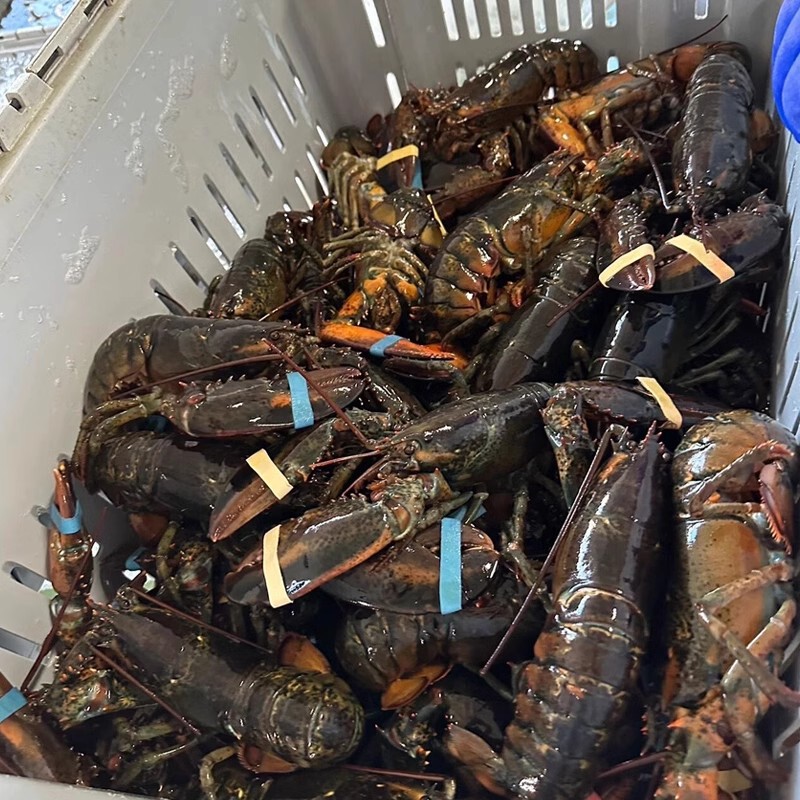 Boston Lobster Fresh Frozen Extra Large Australian Lobster Canadian Seafood Small Green Dragon Aolong Bolo Boston