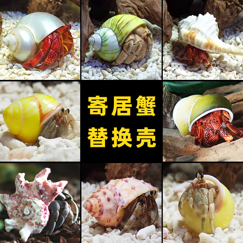 寄居蟹替换壳~房子大号小号天然贝壳海螺壳摆件装饰鱼缸造景备用|undefined