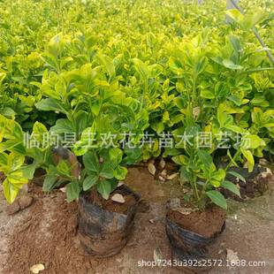 ���~�lì�I�B����  ���~�lì�Gֲ����~�lìС�����l���Թ������l