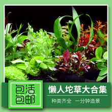 �~���B�~ˮ�������������ˮ�����Լtɫֲ���쾰�ײ��������T��