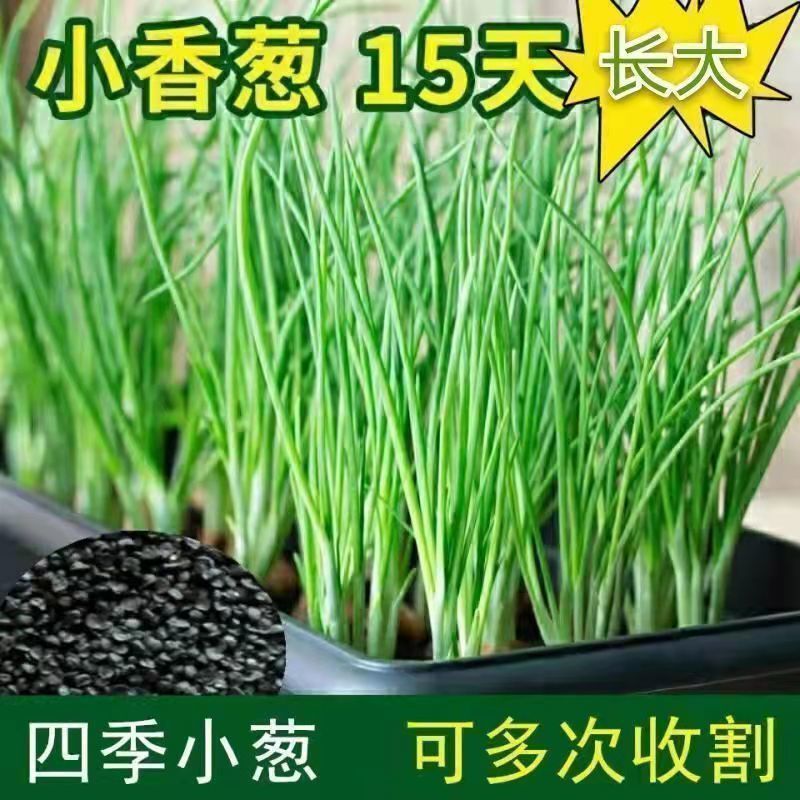 (Heat-Resistant and Cold-Resistant) Easy-To-Grow Green Onions in All Seasons, Balcony Indoor Potted Onions, Easy-To-Manage Home Vegetables Mi