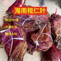 天然アグリ葉怠け者葉自然抗菌軟水質と水質ph改善闘魚亀熱帯魚
