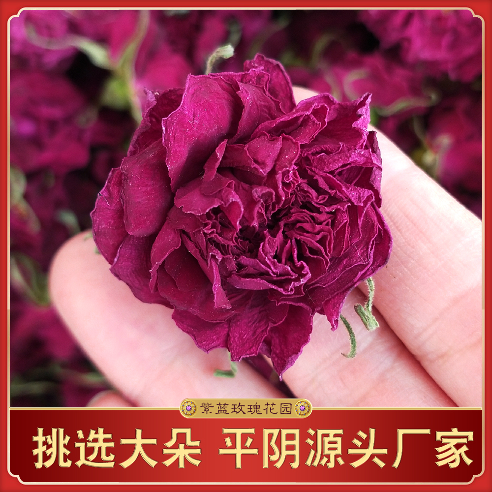 花冠王大朵平阴玫瑰半开新鲜无硫天然花茶干玫瑰茶紫蓝花园山东