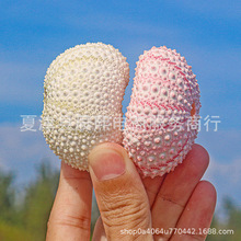 天然贝壳海螺粉色梦幻海胆壳4到5厘米标本空气凤梨家居饰品摆件