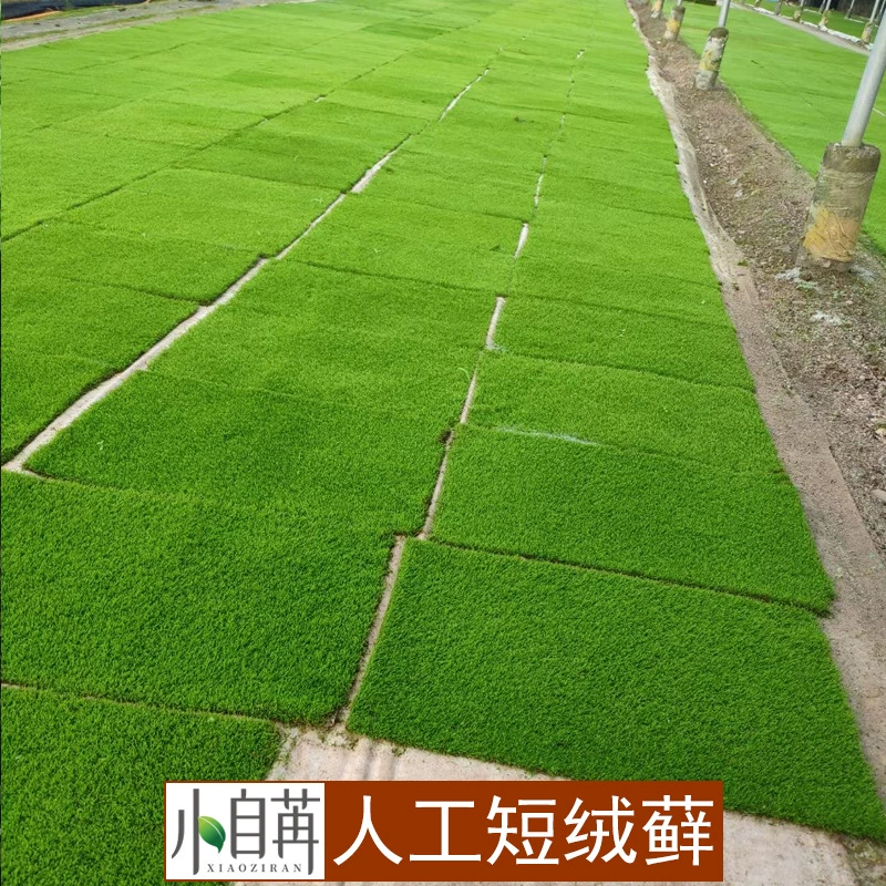 Маленький Серый мох Большой Серый мох грубые ветки мох линтеры мох белые волосы мох микроландшафт дождевой резервуар для воды наземный резервуар мох