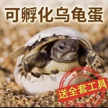 乌龟蛋可孵化活体草龟小乌龟受精蛋花龟巴西龟小宠物受精蛋孵化蛋
