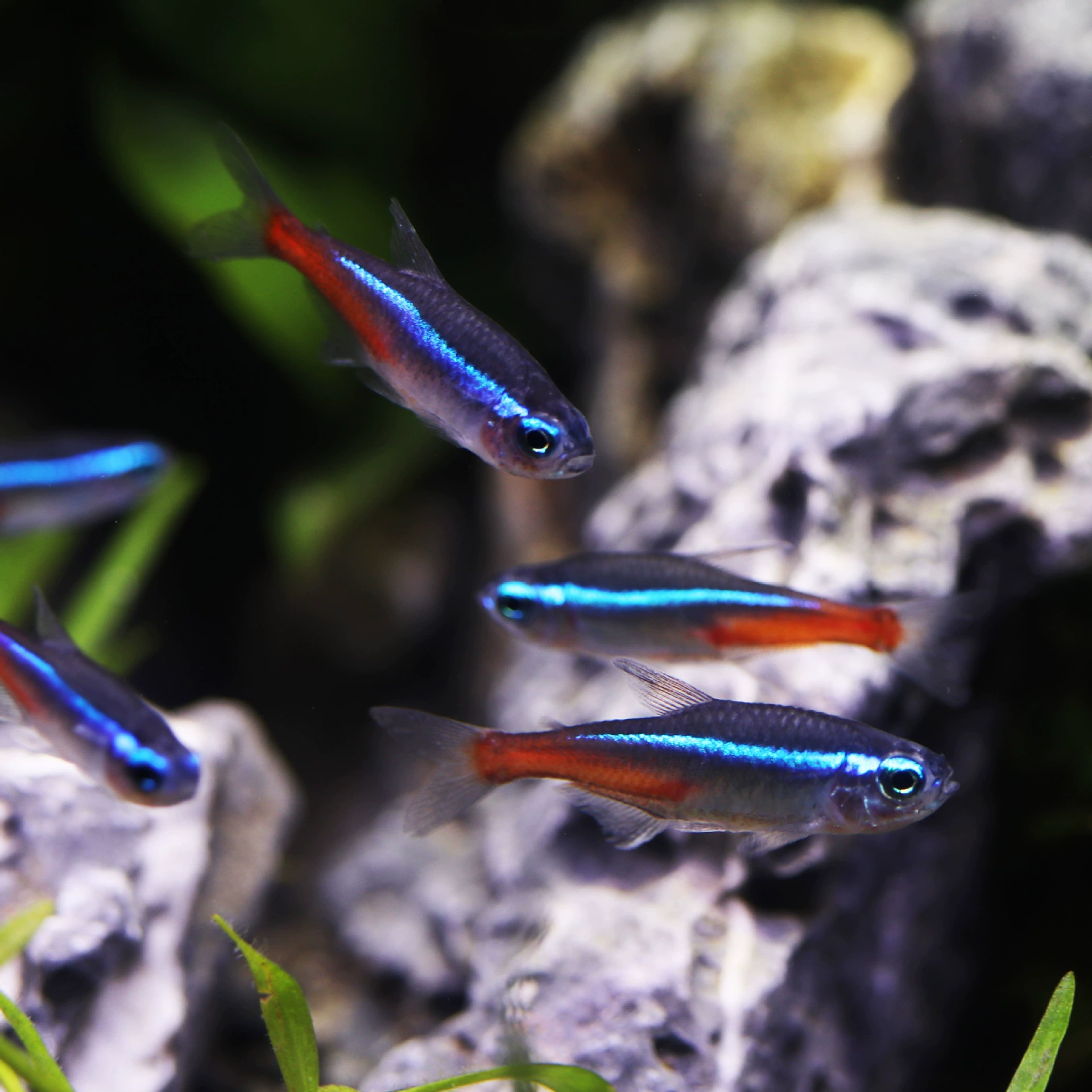 Маленькая тропическая рыба Декоративная рыба Лампа Рыба Большой светофор Рыба Трава Танк Группа Рыба Живая домашняя рыба Красный свет Рыба