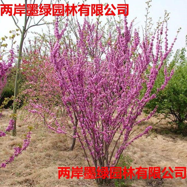 丛生紫荆花苗庭院观赏_主图04