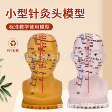 头部针灸穴位经络 人体头部针灸模型 20CM小型头部四功能针灸模型