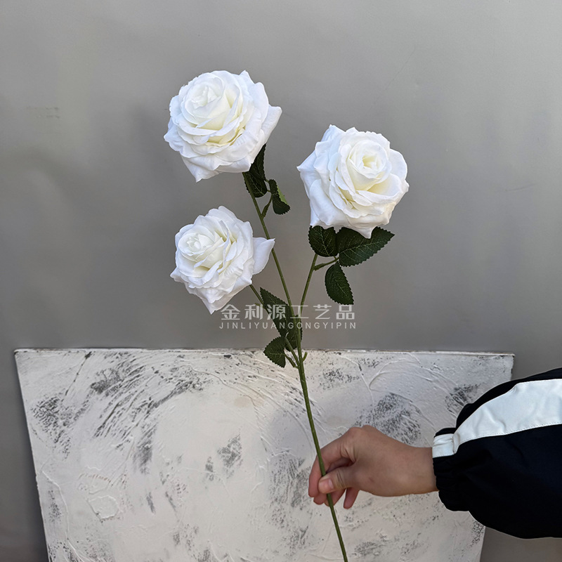 Real object without green leaves 3-head lover rose white