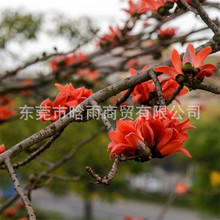 木棉花种子 美丽异木棉种子乔木种子南方行道树公园绿化苗木种籽