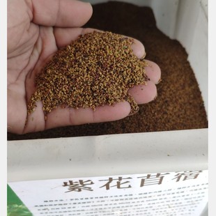 Alfalfa Seeds Perennial Forage Seeds Four Seasons Breeding Feeding Sheep Cattle Chicken Duck Goose Grass Carp Forage Seeds