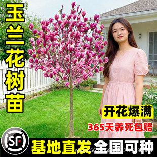 ���m�����玧�����t�������m�����Ⱛ��ͥԺ�ļ��������ԾG�����