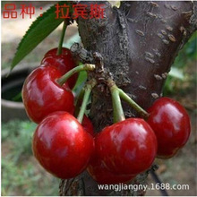 ����܇���Ӵ������ ���� ������ �޽ә��Ҙ� ������Ү���Y����