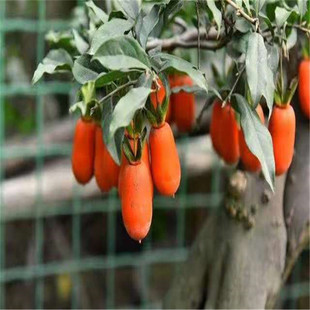 �������l�Ĵ������Ә���e��ͥԺ�Gֲ���Զ�������@�־��^�G����