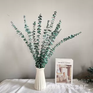 永生花l绿色树叶红色尤加利叶桐钱桉桉树叶永生尤加利批发保鲜花