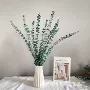 红色绿色树叶尤加利保鲜花