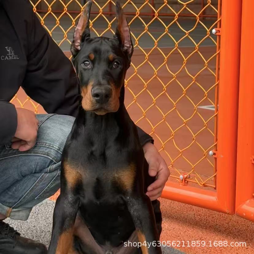 德系杜宾犬幼犬活体双血统纯种杜宾幼崽狗狗护卫犬猛犬工作犬杜宾
