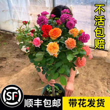 ��֭�̨�����ǘ䘶�¼��ش��������ļ��_����ֲ��ͥԺ���^õ��