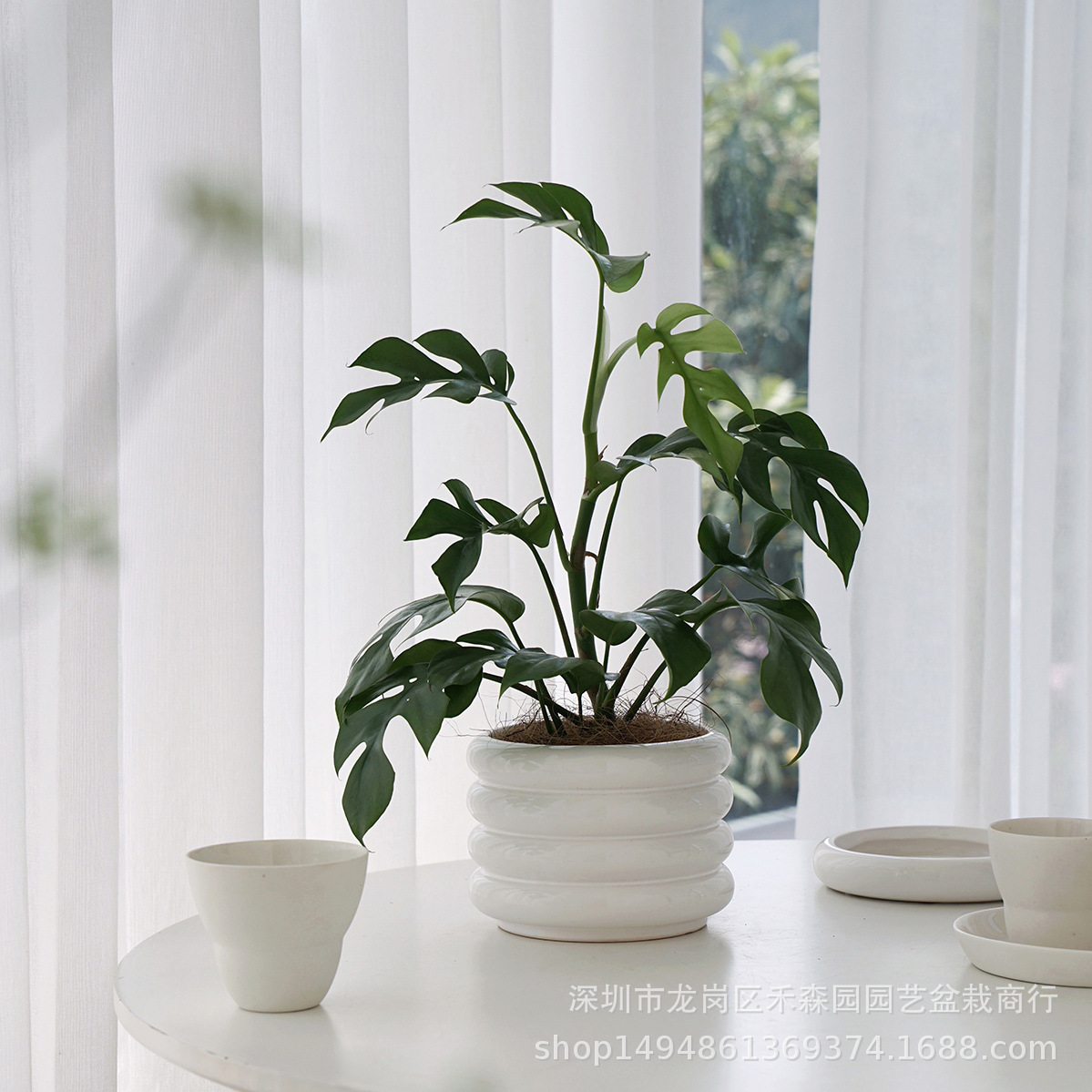 龟背竹大盆栽大号姬龟背竹植物室内客厅北欧大型可水培老桩龟背竹-阿里巴巴