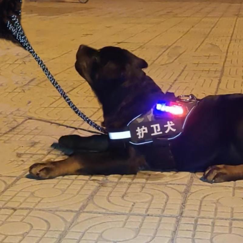 边牧专用牵引绳夜行灯遛狗灯胸背带中大型马犬杜宾德牧晚上发光灯|undefined