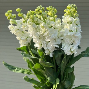 Fresh Violet Flowers Wholesale Direct from Yunnan Fresh Cut Flowers Wedding Event Floral Supplies Florist Bouquets