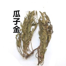 野中药材1公斤小叶瓜子金 金不换 勒马回辰砂草惊风草新货上市