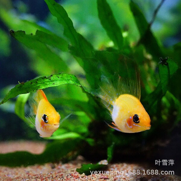 Jinbo Ziyu Live Pikachu Short Sea Phoenix Fish Freshwater Small…