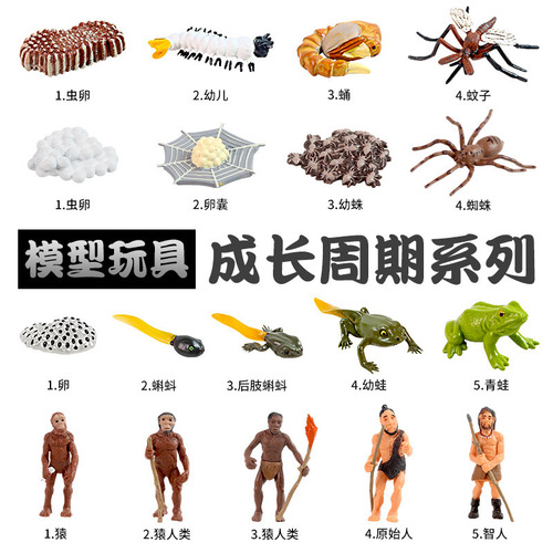 Kindergarten teaching aids animal growth life cycle toys simulation frog turtle mosquito life cognitive model bag