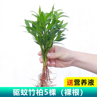 ������ˮ��ֲ�����Ԙ���͏d�Ϙ��k���҃����ӾGֲ����ˮ�B����