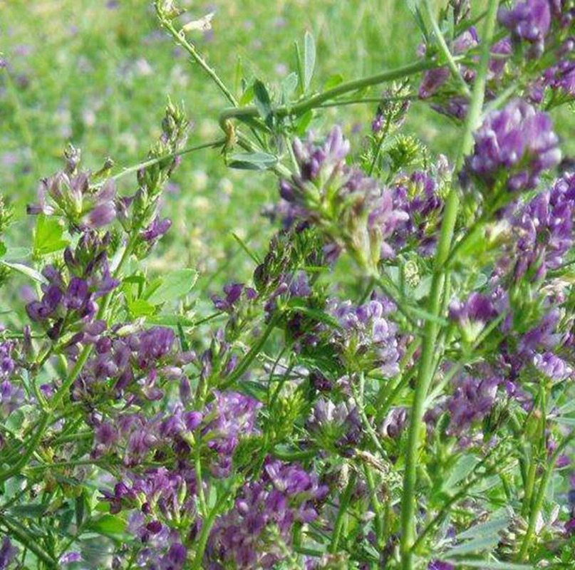 Семена люцерны трава люцерны кормовая трава Семена Южный север многолетник вынослив Крупный рогатый скот овцы кролик кормовая трава