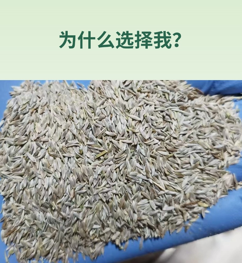Raw Lettuce Seeds Sheng Cai Zi 500g Natural Edible Seed for Sprouting and Culinary Use key features