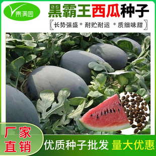 �ڰ����Нh���ϷN�Ӻ�Ƥ�������ִ��ּt�tȿ�����ش����ϷN��