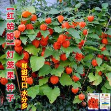紅菇娘果種子東北黃姑娘紅姑娘種籽燈籠果陽台庭院水果型觀果種子
