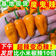 苑橞灯笼椒农家超辣朝天椒新鲜永安泡椒小米特辣辣椒黄椒袋