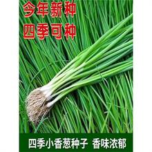 ļС[NӼt[N[^N̨ͥԺNֲ[߲˷N