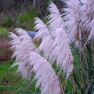 Wild Thatch Seeds, Imperata Imperata Seeds, Imperata Imperata Seeds, Imperata Imperata Seeds, Imperata Imperata Seeds, Imperata Imperata Seeds