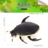 PL127-2719 Yellow Border Dragon Lice