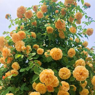 �S��c���ٱ��W�¼���������ͥԺ�Gֲ���̨���Ե��Դ󻨝����Nޱ