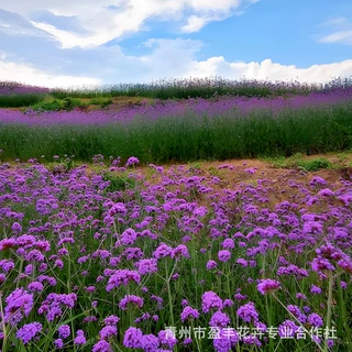 青州花卉基地批发马鞭草苗 花海景观宿根花卉工程 柳叶马鞭草
