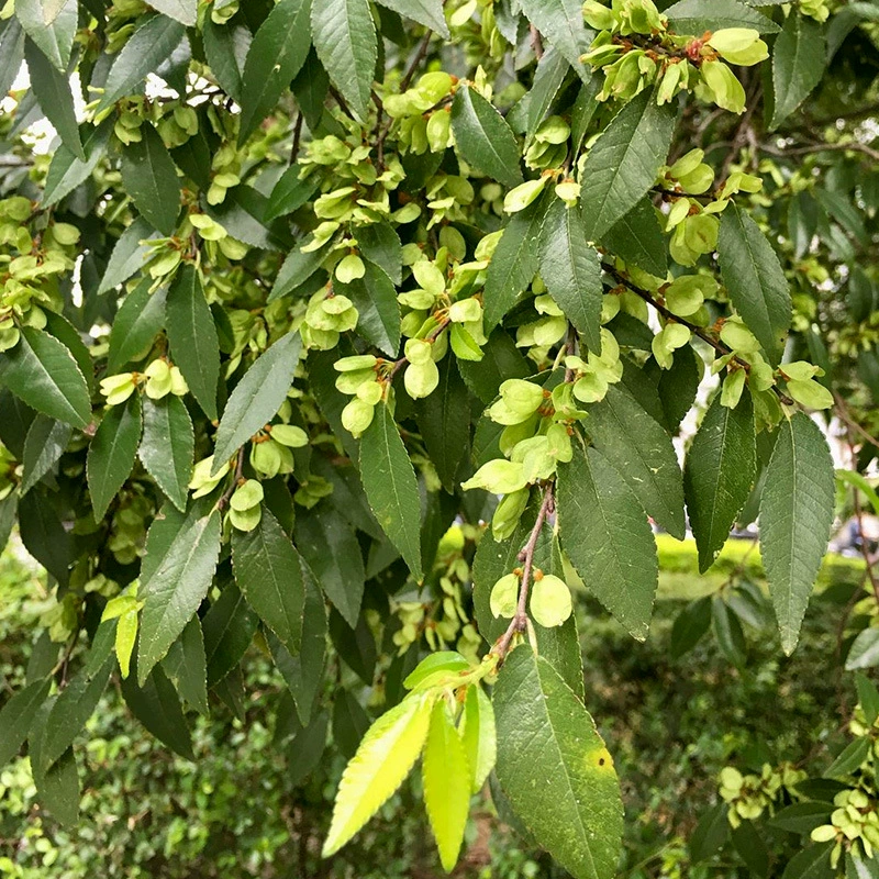 Листовое семя ульмуса Бонсай Рассада Яза Семена вяза Широкий вяза