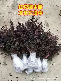 苗圃基地批发红花继木苗基地彩色苗木庭院植物绿化苗篱笆苗