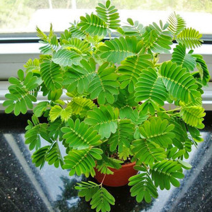 Mimosa Small Potted Florals Indoor Balcony Plant Mimosa Finished Seedlings with Roots Interesting Green Plants Foliage Shy