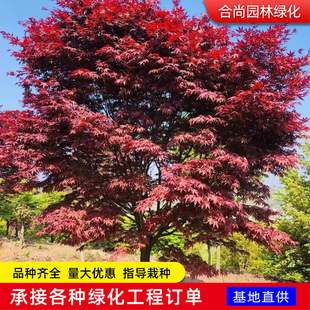 �Ї��t���� �t�������ձ��t���t�輧�Ї��t���G�������t�ļ�����