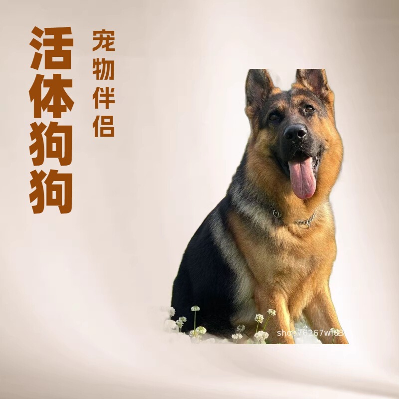 East German Shepherd Puppy, Live Dog, Purebred German Shepherd, German Blackback, Large Breed Dog, Pet Guard Dog