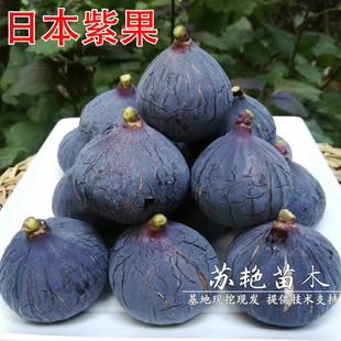 �ش��ձ��Ϲ��o����������������ɫ�o����������ͥԺ���Ԯ���Y��