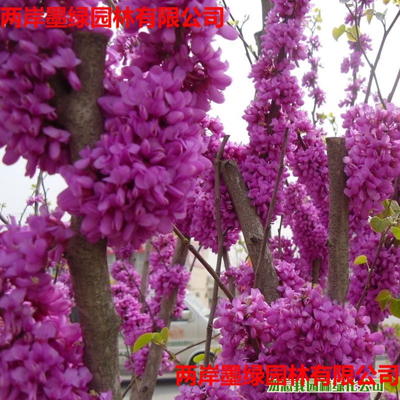 丛生紫荆花苗庭院观赏_主图02