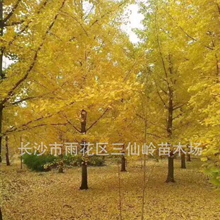 ���l�׹��y�Ә� �����@�ֹ��̾G����ľ��Ʒ���G��ľ ���Ի���ֱ�N