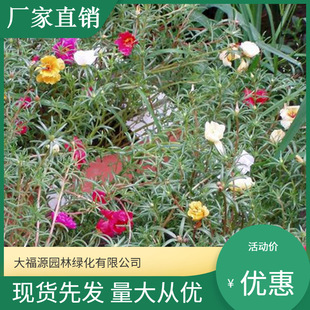 Base Wholesale Double-Flowered Lotus Seedlings, Sunflower Cup Seedlings, Ground Cover Plants, Indoor Florals and Green Plants
